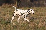 DALMATIEN 443